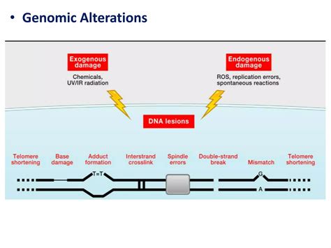 Cellular Aging 的图像结果
