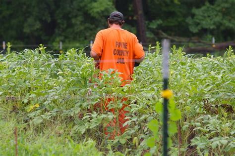 Payne County Jail provides fresh produce, and glimpse of better life ...