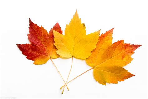 What Color Are Maple Leaves at Steven Darnell blog