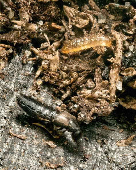 Rove Beetles (Dalotia coriaria) - Fungus Gnat Control – MI Beneficials