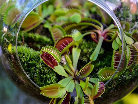 9 Plants That Move