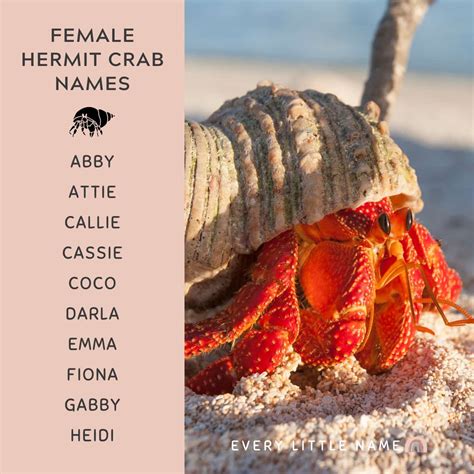 150+ Best Hermit Crab Names (Cute, Funny, and Cool Ideas) - Every Little Name