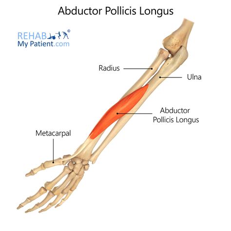 Flexor Pollicis Brevis Muscle - vrogue.co