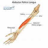 Flexor Pollicis Brevis Muscle - vrogue.co