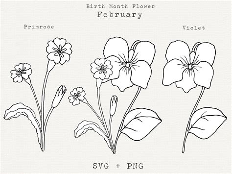 February Birth Flower Drawing
