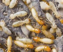 termites 的图像结果