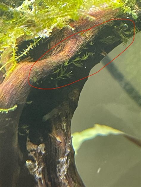 Image result for Growing Java Moss