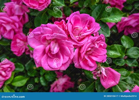 Pink Mary Rose Flower on Green Leaves Background Stock Image - Image of colorful, green: 285010617