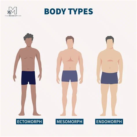 Male Body Types: A Comprehensive Guide - The Modest Man