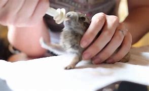 Image result for Cottontail Rabbit Babies