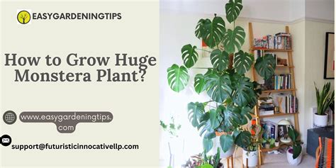 Huge monstera plant | EASY GARDENING TIPS