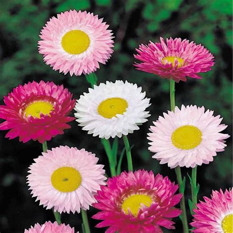 Buy Acroclineum roseum FLOWER Seeds Online in India