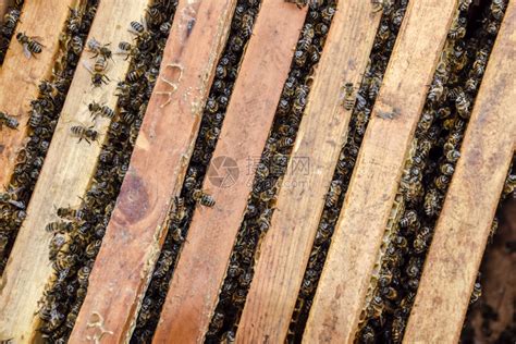 蜜蜂沿着巢爬行蜜们开巢窝里有蜜们沿着巢爬行蜜们高清图片下载-正版图片307088085-摄图网