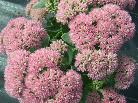Sedum Autumn Fire