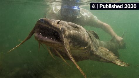 Freshwater Biome Animals Fish