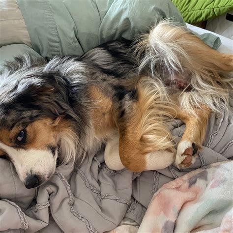 The Ultimate Guide to the Miniature Australian Shepherd