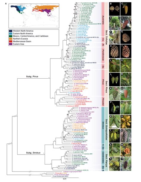 PNAS | 中科院植物所汪小全研究组揭示全球松属植物的时空进化历史及机制 - 知乎