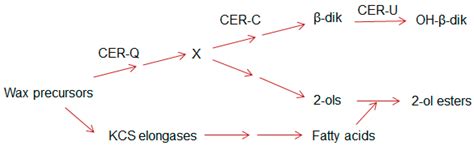 The Polyketide Components of Waxes and the Cer-cqu Gene Cluster ...