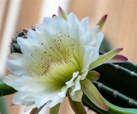 Best flowering cacti: 8 stunning varieties | Homes and Gardens