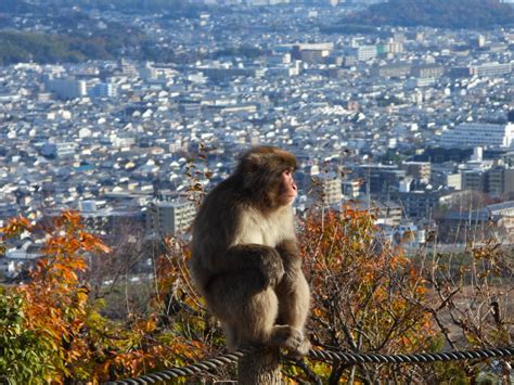 Urban Wildlife in Japanese Cities: Tokyo, Osaka, Kyoto & Sapporo