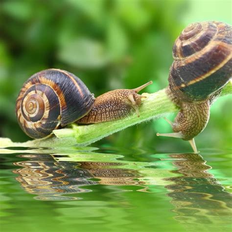 How Do Freshwater Snails Reproduce: The Reproduction Process of Different Snail Species - HomeTanks
