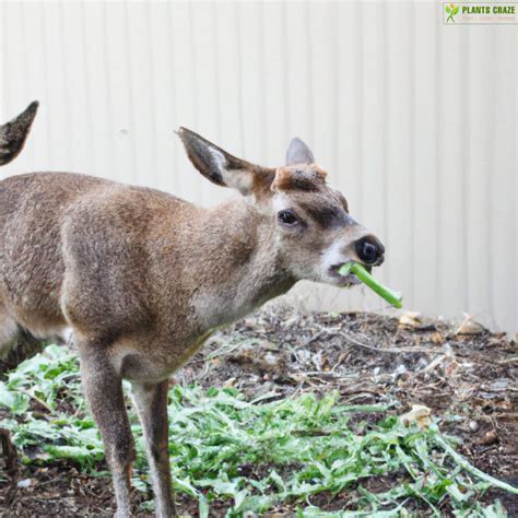 Can Deer Eat Celery? Everything You Need To Know
