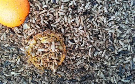 This Is the Longest Animal Name - And How to Pronounce It - A-Z Animals