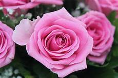 ca fiore foto e immagini di fiori come sfruttarle al meglio per ca fiore foto e immagini di fiori come sfruttarle al meglio per