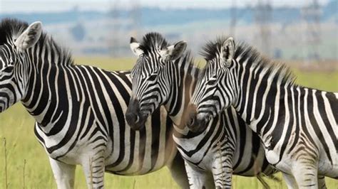 Image result for Zebra Breeding Clips