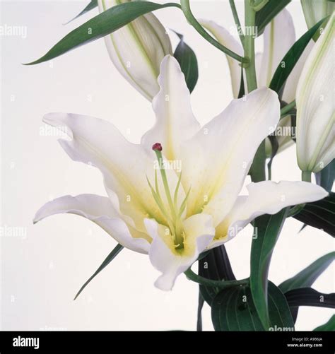 stargazer lily on white Stock Photo - Alamy