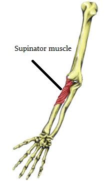 Image result for Supinator Muscle Function