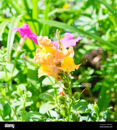 Snapdragon flower or Antirrhinum (Latin Antirrhinum Stock Photo - Alamy