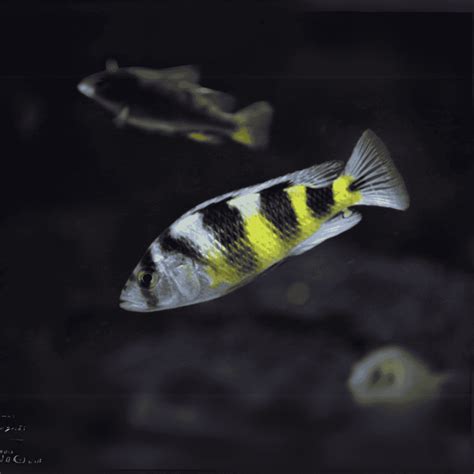 Live Fish Malawi Haps Cichlid Zebra Obliquidens (Size 2 Inches) | Sing ...