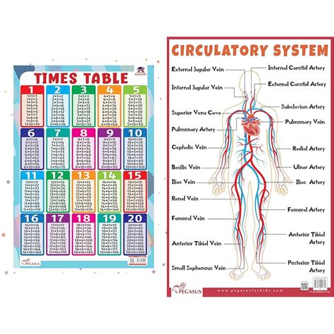 Buy Pegasus Thick Laminated Times Table Wall Chart: Master ...