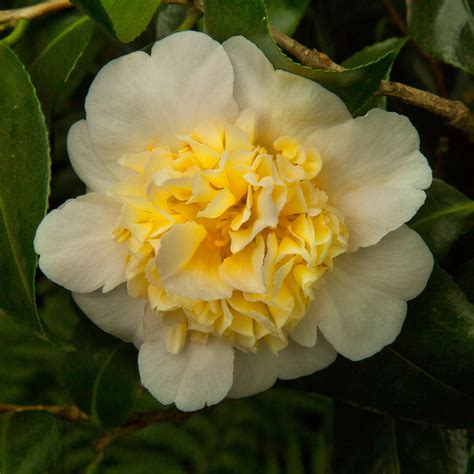 Kaufen Sie jetzt Zierstrauch Kamelie Camellia x Williamsii 'Jury's ...