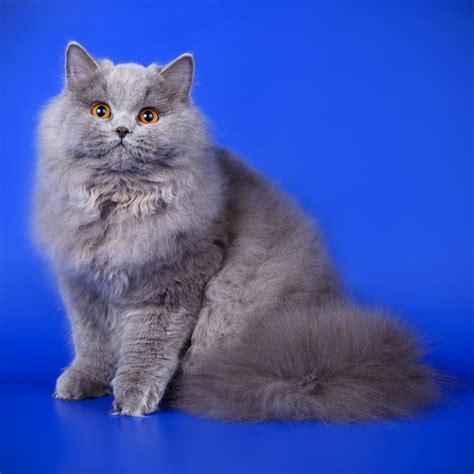 10 Blue Cat Breeds: How the Rare Cats Get Blue Fur