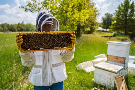 Learn Beekeeping - Two Hives Honey - Honey and Hive Tours in Austin, TX