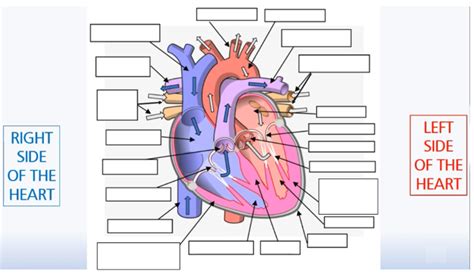 Heart Structure Tutorial 的图像结果