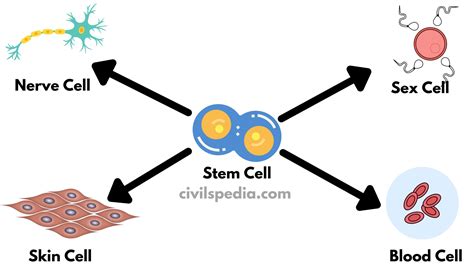 Stem Cells Science 的图像结果