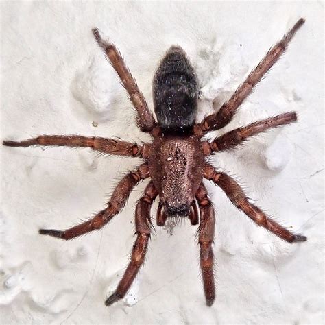 Scotophaeus Blackwalli