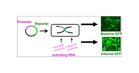 Small Activatingrna 的图像结果
