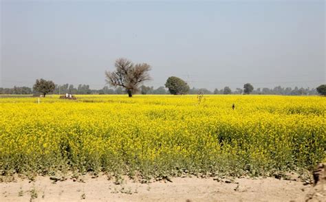 Supreme Court puts environmental release of GM mustard on hold