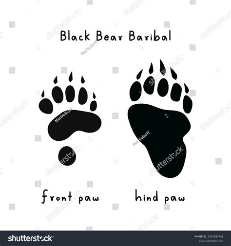 14,116 Black Bear Tracks Royalty-Free Images, Stock Photos & Pictures | Shutterstock