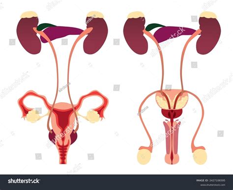 Male And Female Urinary System Diagram