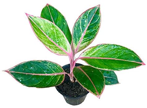 The Four Seasons Aglaonema Lipstick Pink | Siam Aurora Pink | Rare ...