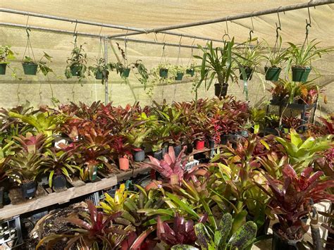 Broms on Bennetts Bromeliad Sale , 88a Bennett’s road Coffs Harbour, 22 ...