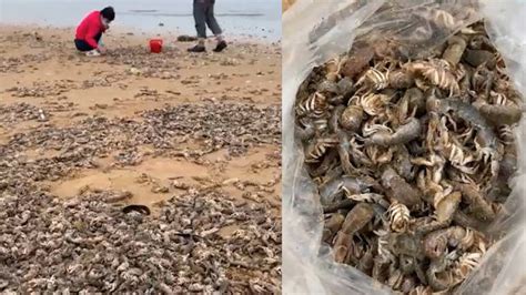女士烟台赶海发现满沙滩泸沽虾 捡了30多斤瞬间实现“海鲜自由”|烟台市_新浪新闻