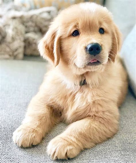 Top 98+ Pictures Wallpaper Golden Retriever Cute Puppy Pictures Superb
