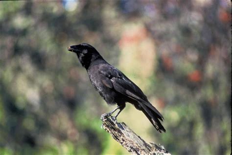 Hawaiian Crow Bird Facts - Corvus Hawaiiensis - A-Z Animals