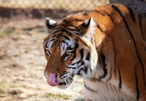 Rescued German Tigers Arrive at Big Cat Sanctuary in South Africa ...